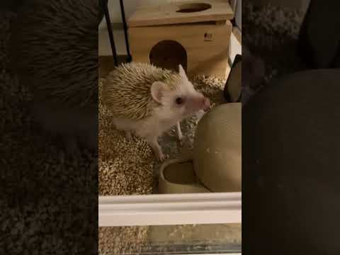 ペットのアフリカンピグミーハリネズミの世話をする方法